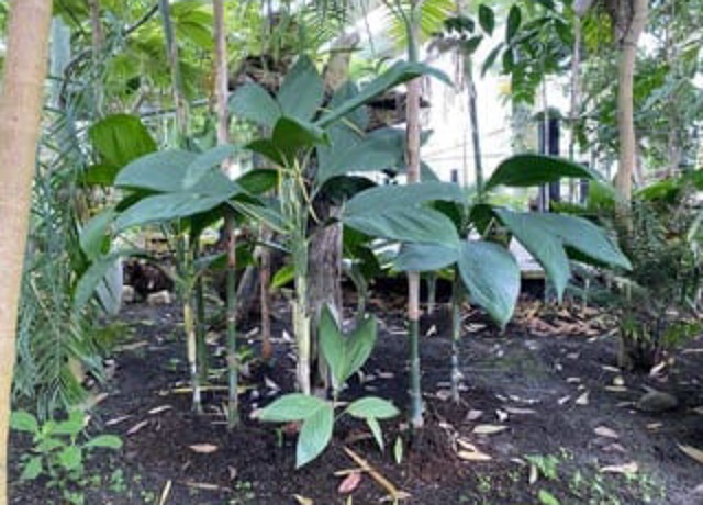 Orquidiario y Jardín Botánico Comitán incrementa colecciones de plantas nativas
