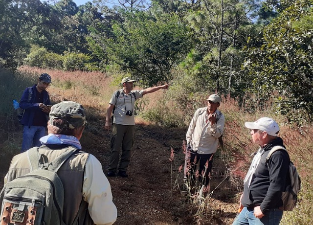 Semahn detecta descortezador en bosques de pino – encino