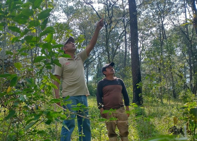 Semahn da seguimiento al Saneamiento Forestal para el combate a plagas y enfermedades forestales