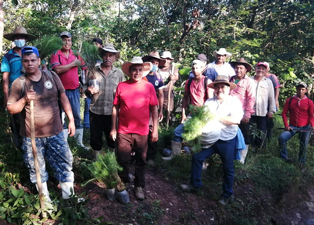 Semahn reforesta la Zona Sujeta a Conservación Ecológica Cordón Pico El Loro – Paxtal