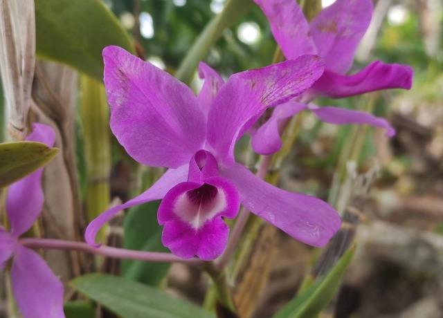 La flor de Candelaria, orquídea amenazada de acuerdo con Norma Oficial Mexicana  