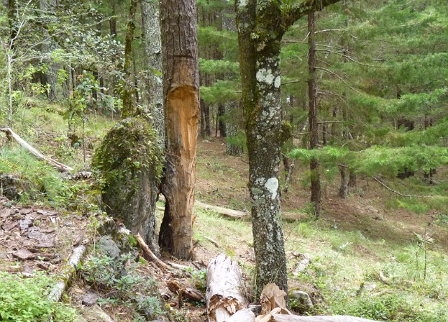 Factores antropogénicos predisponen la incidencia de plagas y enfermedades forestales en bosques y selvas