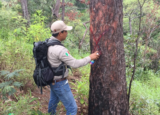 SEMAHN protege los bosques y selvas de Chiapas a través del saneamiento forestal