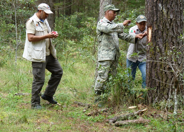 SEMAHN realiza verificación, diagnóstico, talleres de capacitación y asesorías para el combate de plagas y enfermedades forestales