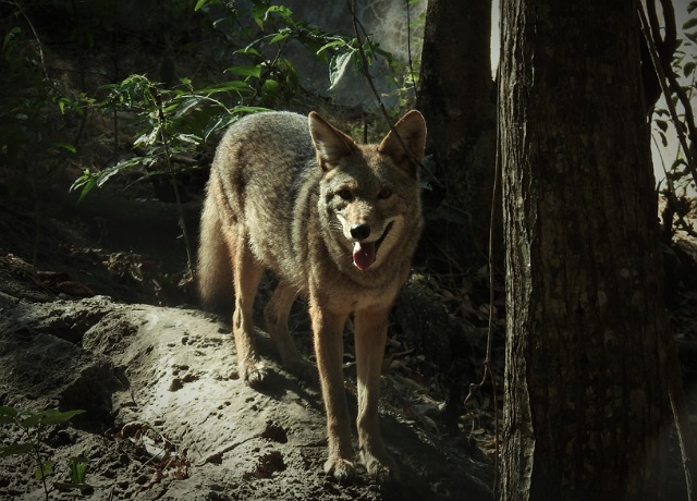 Puma y Coyotes los nuevos integrantes de la colección animal en exhibición del ZooMAT