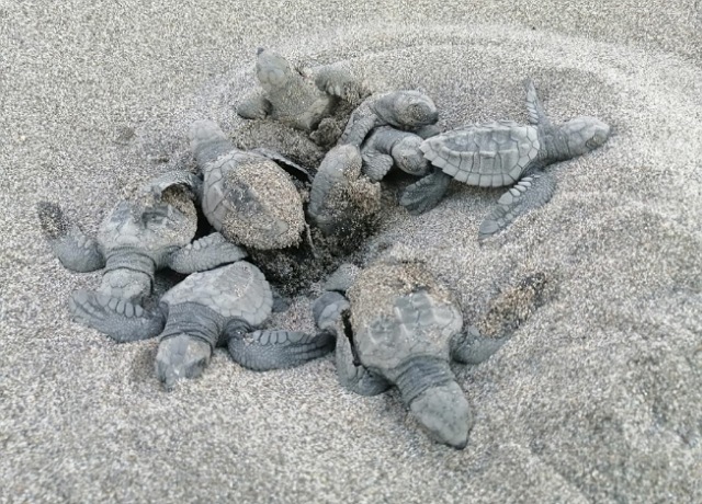 SEMAHN garantiza la protección de las especies de tortuga marina en la costa de Chiapas
