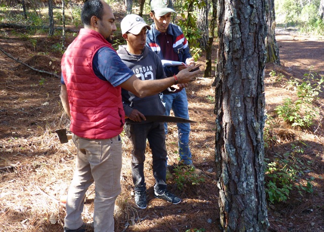 La SEMAHN realiza Diagnostico Fitosanitario y Verificación de Plagas y Enfermedades Forestales en los bosques de Chiapas