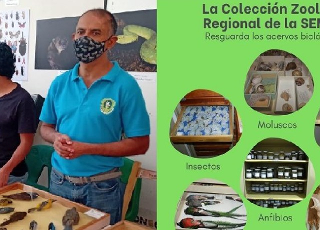 Investigación y colecciones científicas, un instrumento para la conservación: SEMAHN 