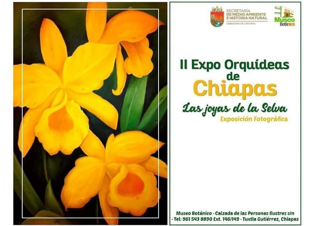 Continúa II Expo-orquídeas de Chiapas en el Museo Botánico de la Semahn