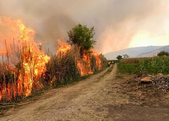 Orquidario y Jardín Botánico “Comitán” libres de amenaza ante el incendio de “la Ciénega”
