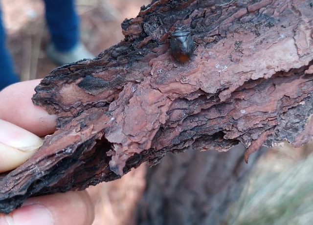 Se detecta Chinche en ecosistemas forestales del municipio de Cintalapa de Figueroa: SEMAHN