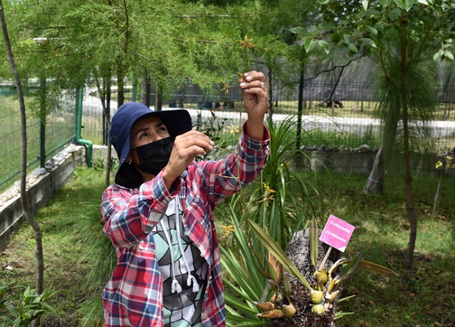 Herbario del Orquidiario y Jardín Botánico “Comitán” resguarda una colección importante de plantas de la Meseta Comiteca Tojolabal