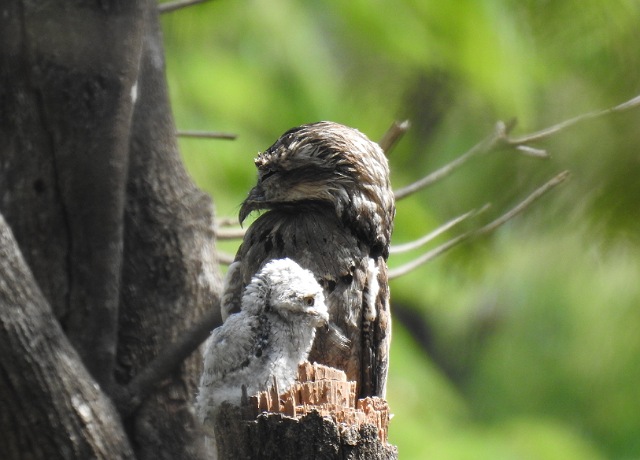 El bienparado o pájaro estaca, un habitante distinguido del ZooMAT