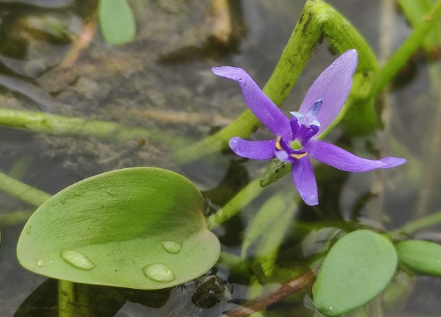 Orquidiario y Jardín Botánico “Comitán” resguarda importante colección de plantas acuáticas de “La Ciénega”