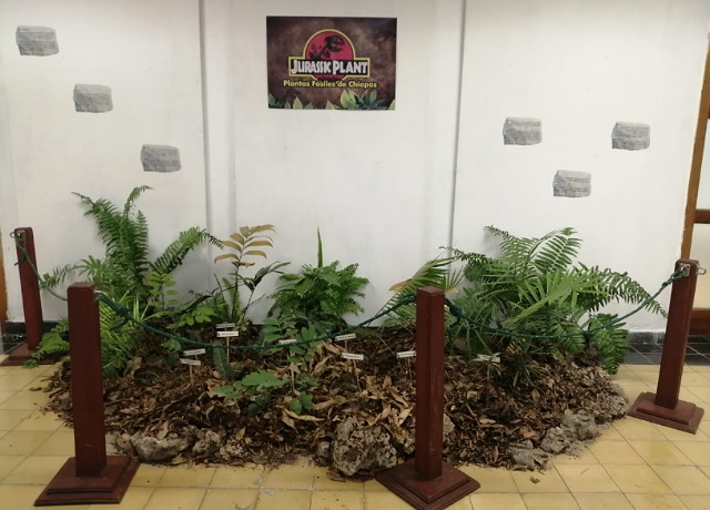 "Jurassic Plant”, una exposición que muestra la evolución vegetal de Chiapas