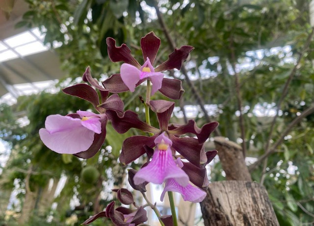 Orquidiario y Jardín Botánico “Comitán”, espacio con gran diversidad de orquídeas en resguardo: Semahn