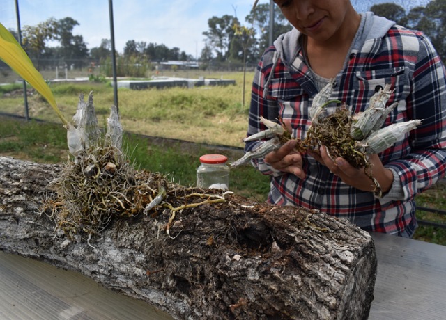 Propagación de orquídeas nativas, estrategia de conservación: Semahn