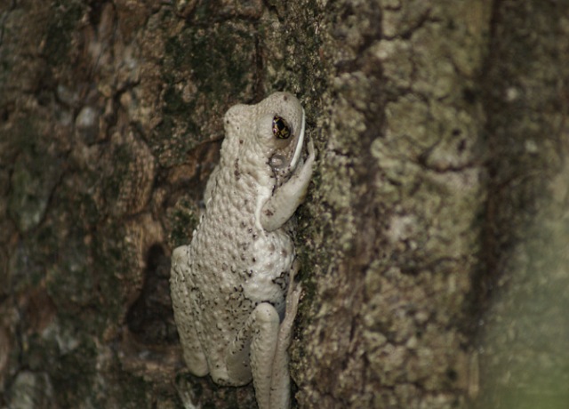 Detectan rana arborícola lechosa después de 10 años en la zona de conservación Sistema Lagunar Catazajá