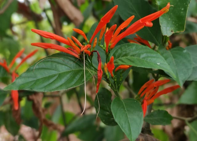 Orquidario y Jardín Botánico “Comitán” exhibe importante colección de plantas medicinales