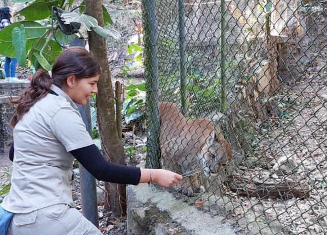 Aplica el ZooMAT técnicas de enriquecimiento ambiental para reducir estrés en los animales