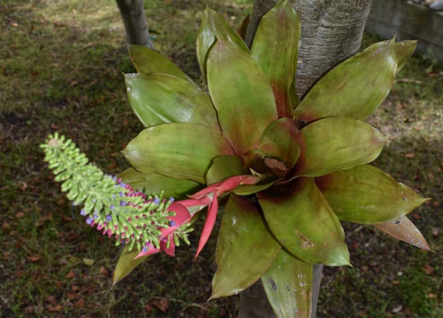 El Herbario del Orquidario y Jardín Botánico “Comitán”, resguarda importante colección de Bromelias de Chiapas
