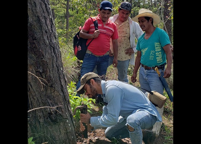 Fomenta Semahn estrategia de aprovechamiento de resina y manejo forestal no maderable