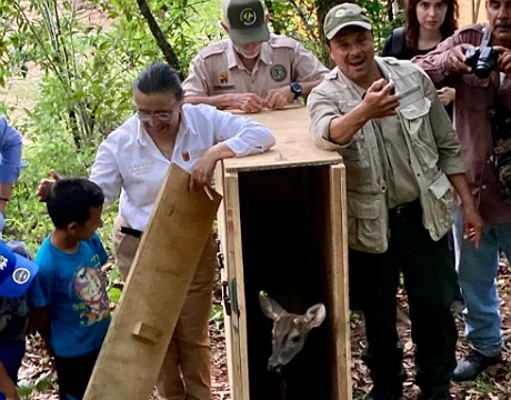 Realiza Semahn translocación de venados de El Zapotal a Sierra Morena