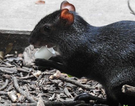 Fundamental crear conciencia que artículos desechables dañan a la fauna libre de El Zapotal: Semahn