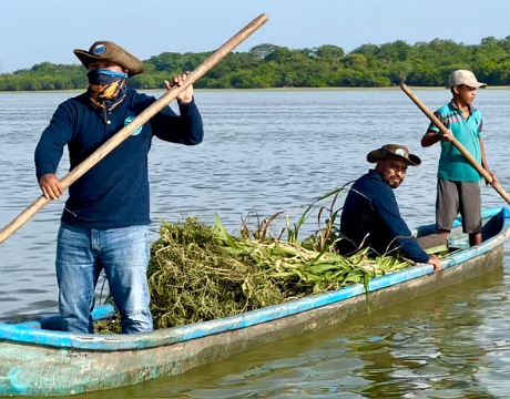 Rescata Semahn a seis manatíes en situación de riesgo
