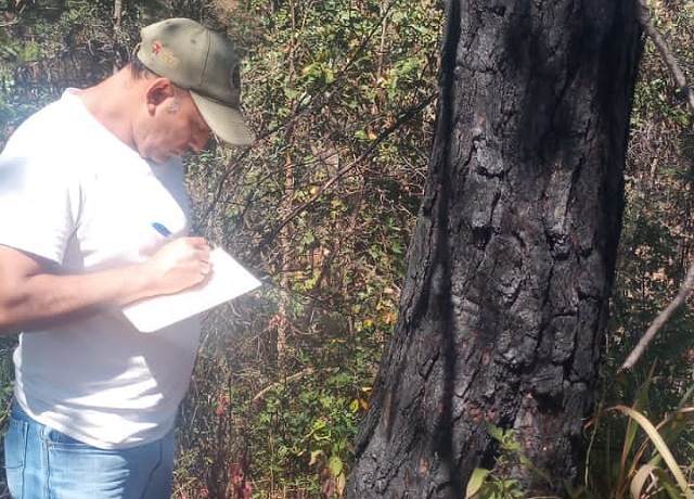 Impulsa Semahn sanidad forestal en ayuntamientos de Chiapas