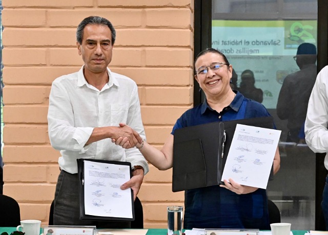 Implementarán Semahn y Pronatura A.C. proyecto binacional con Guatemala para la preservación del hábitat del ave chipe mejillas doradas