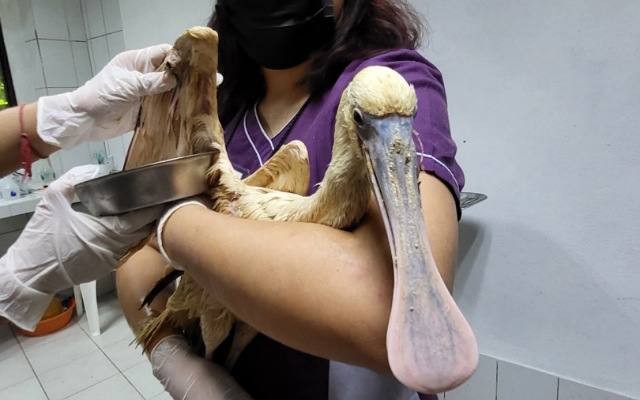 Una nueva historia de cuidado en el ZooMAT, RESULTADO DE CONCIENCIA y compromiso por la vida silvestre