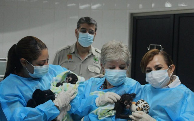 Seguimiento a la conservación: Una visita de gran relevancia para el ZooMAT