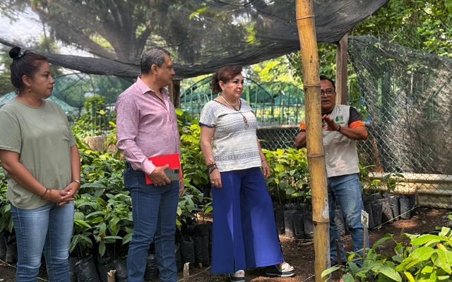 Semillas que cuentan la historia verde de Chiapas
