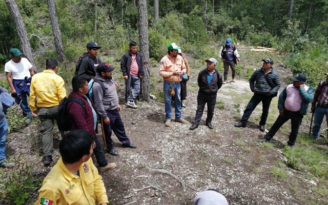 SEMAHN realiza acciones de saneamiento forestal en Villaflores para el control de descortezadores